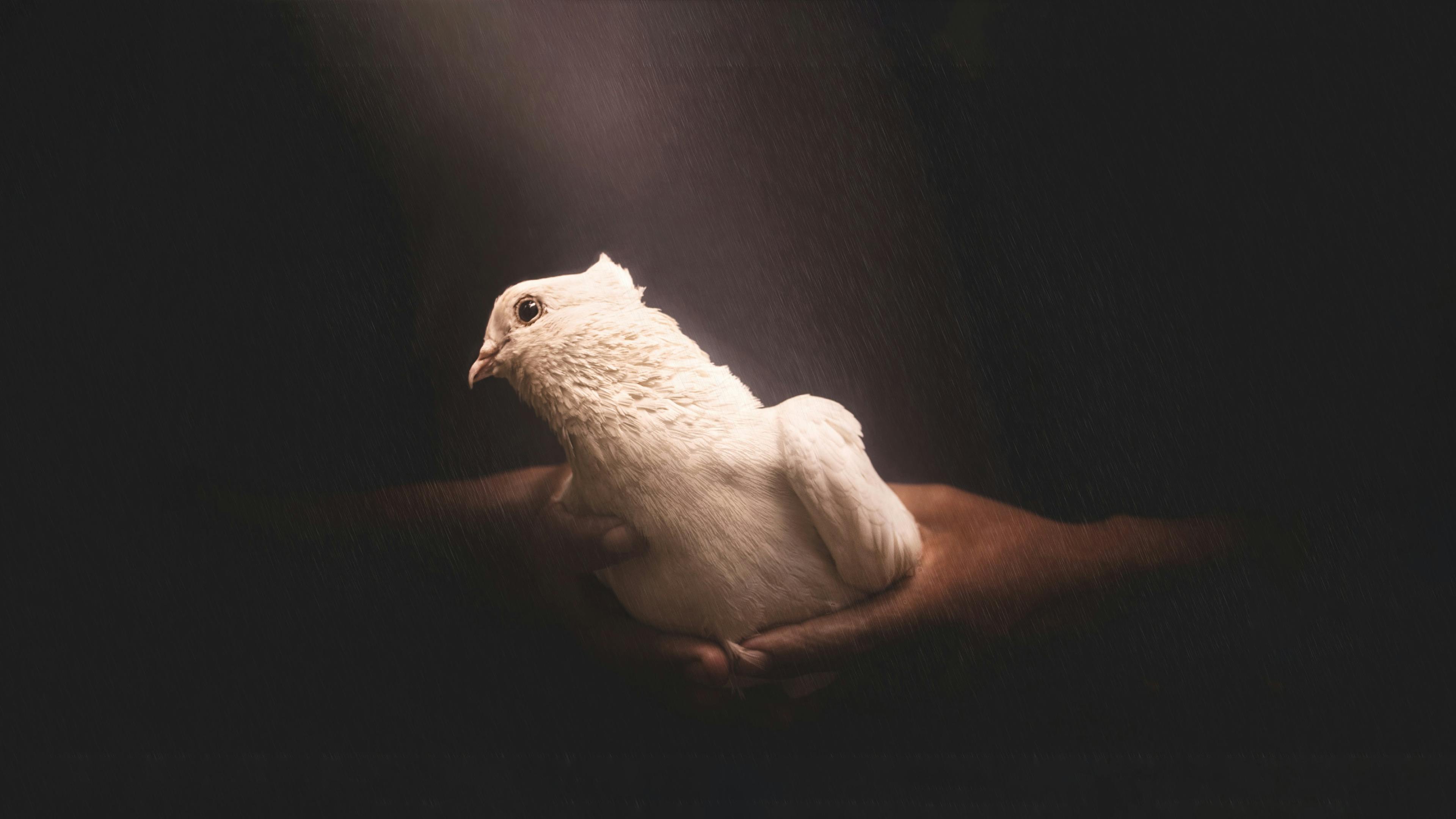 Photo of a dove being held by two hands, by Nowshad Arefin on Unsplash